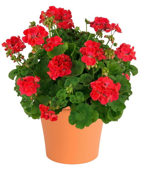 Geranium Patio Pot