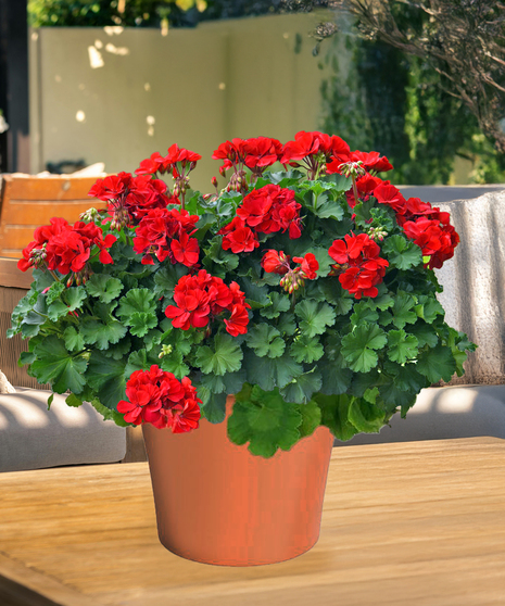 Geranium Patio Pot