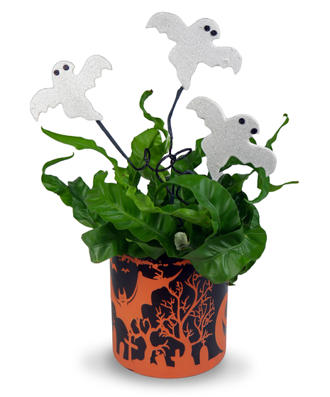Ghostly Greeting