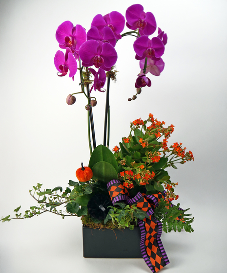 Halloween Orchid