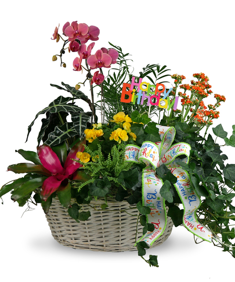 Happy Birthday Lux Garden