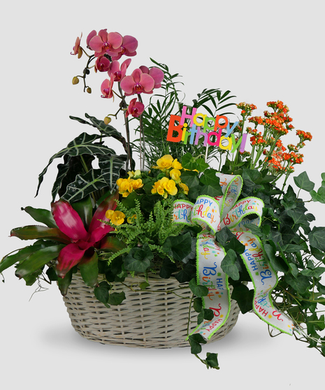 Happy Birthday Lux Garden