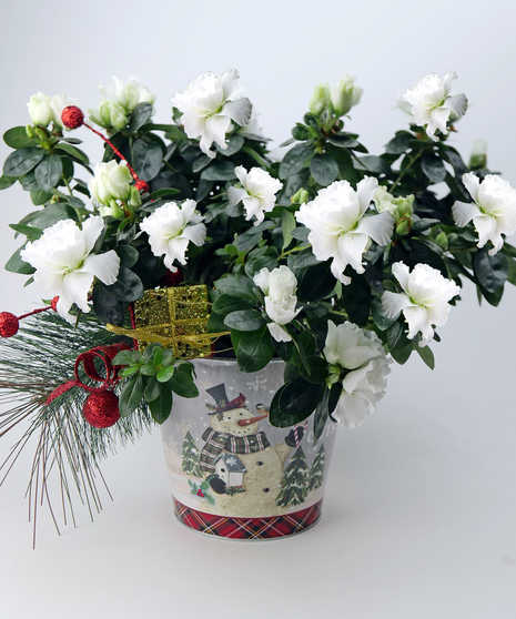 Pink azalea plant in a white planter tied with a pink bow