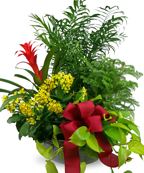 Bromeliad Euro Garden