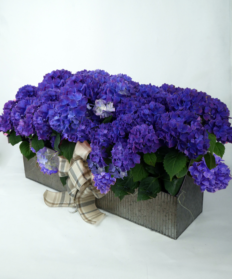 hydrangeas in a low, rustic tin trough