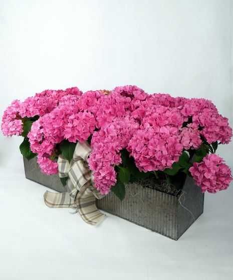 Hydrangea In Metal Trough