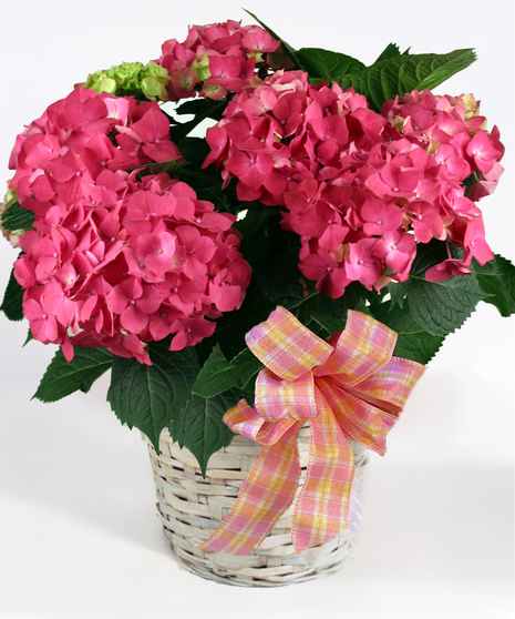 Image showcases a lush Hydrangea Plant grown at McNamara Florist's greenhouses in Fort Wayne, Indiana.