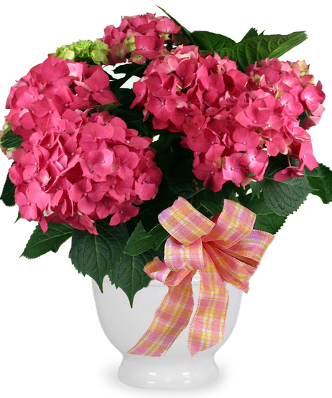 Image showcases a lush Hydrangea Plant grown at McNamara Florist's greenhouses in Fort Wayne, Indiana.