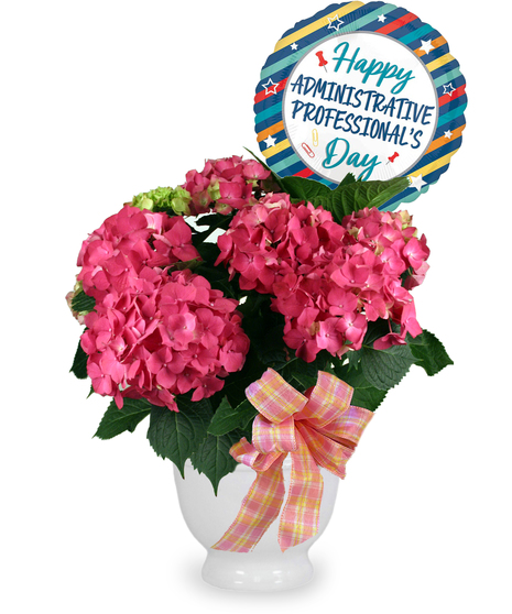 Admin Hydrangea - Includes Balloon!