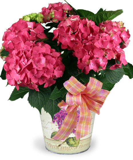 Image showcases a lush Hydrangea Plant grown at McNamara Florist's greenhouses in Fort Wayne, Indiana.