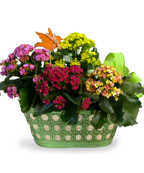 Kalanchoe Tea Party