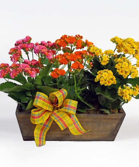 Kalanchoe Window Box