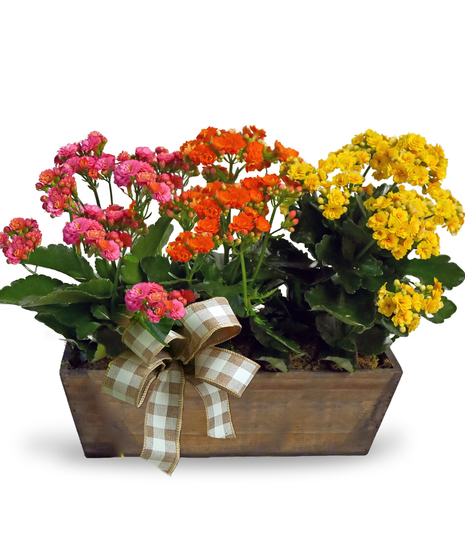 Kalanchoe Window Box