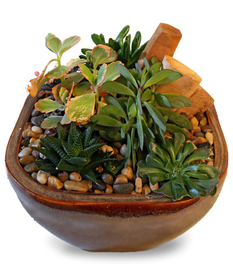 Ceramic container with a variety of succulents
