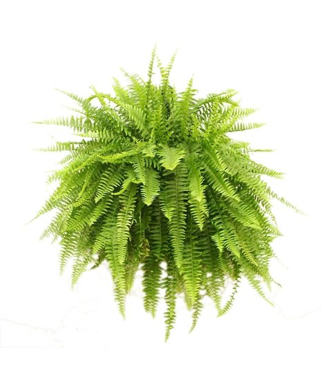Jumbo Boston Fern