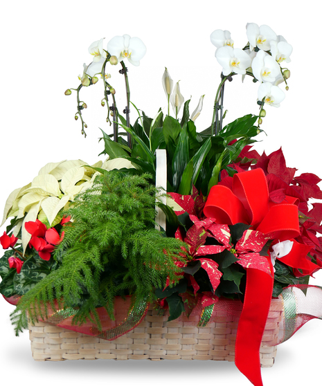 Wondrous Winter Wish