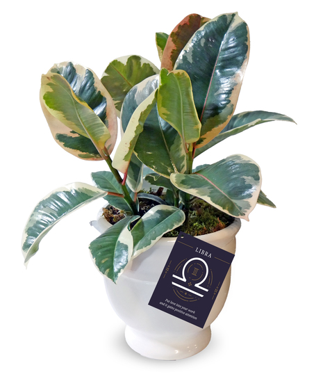Libra zodiac plant