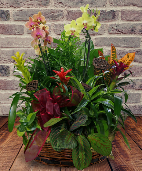 Lux Tropical Plant Garden