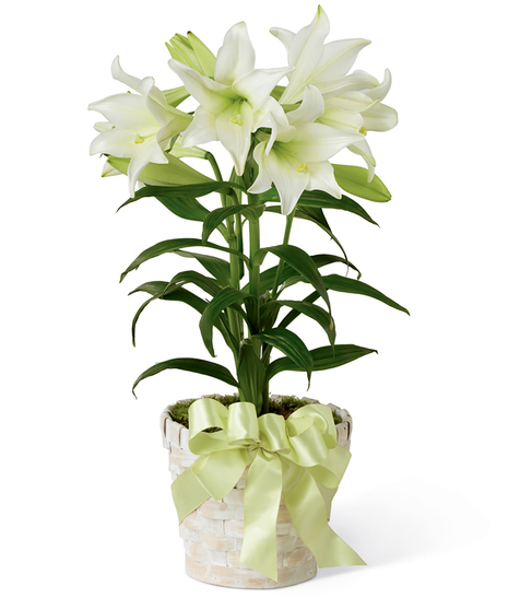 Easter Lily