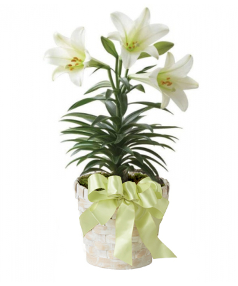 Image depicts a beautiful Easter Lily plant in a white basket with regal white petals and trumpet-shaped blooms, symbolizing purity, hope, and renewal.