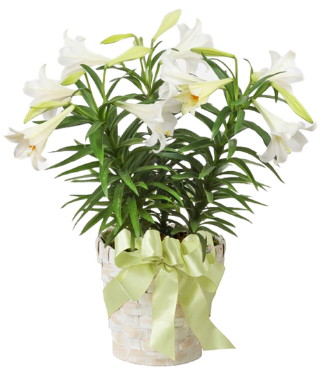 Image depicts a beautiful Easter Lily plant in a white basket with regal white petals and trumpet-shaped blooms, symbolizing purity, hope, and renewal.