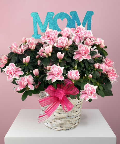 Amazing Mom Azalea