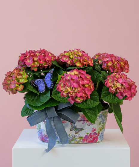 Double Hydrangea Basket