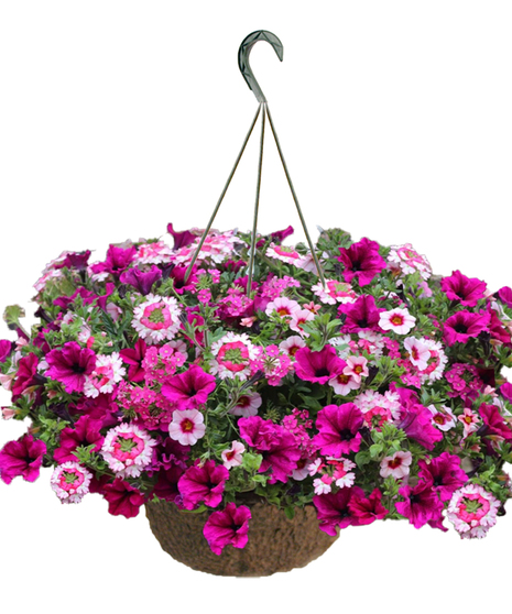 Premium Mixed Annual Hanging Basket