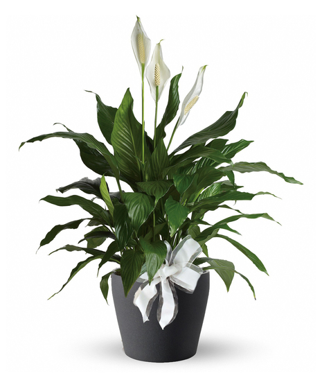 Image features a Peace Lily Plant with lush dark green foliage and delicate white lily blossoms. The plant is showcased in a decorative pot, 