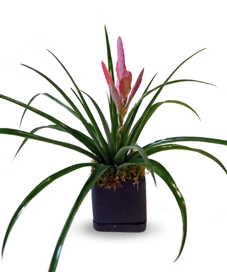 Tillandsia 'Antonio'