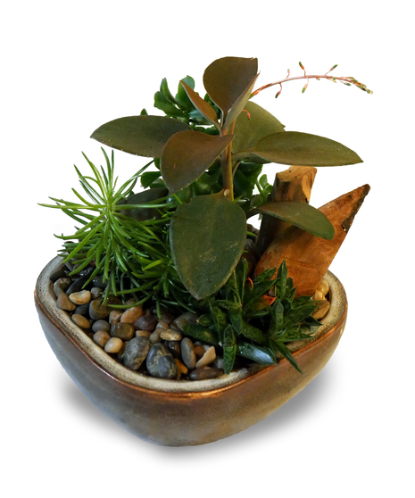 Ceramic container with a variety of succulents