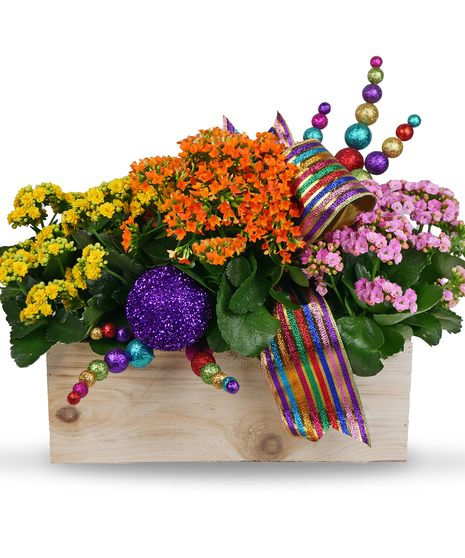 Merry & Bright Kalanchoe