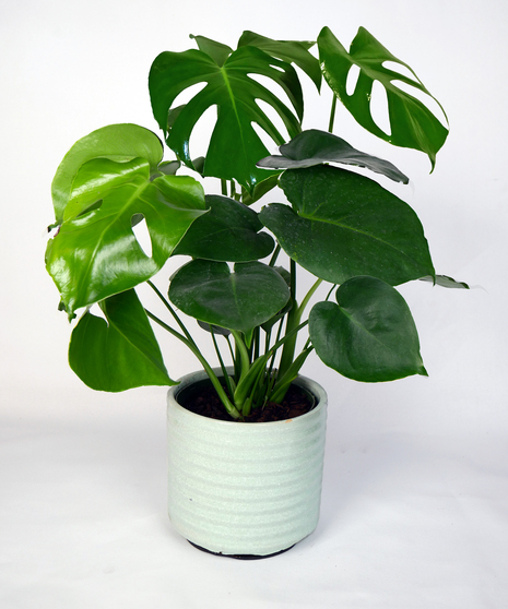 Mini Monstera