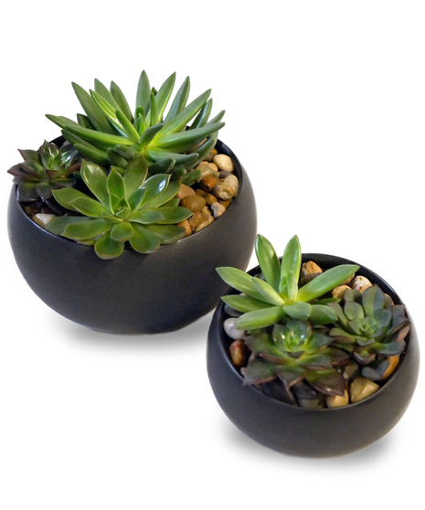 Modern Succulent Garden