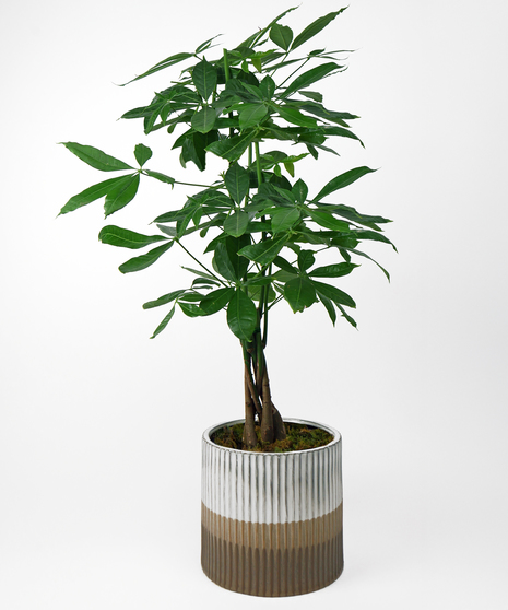 Money Tree