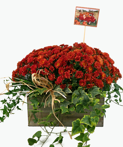 Woodland Mum Planter