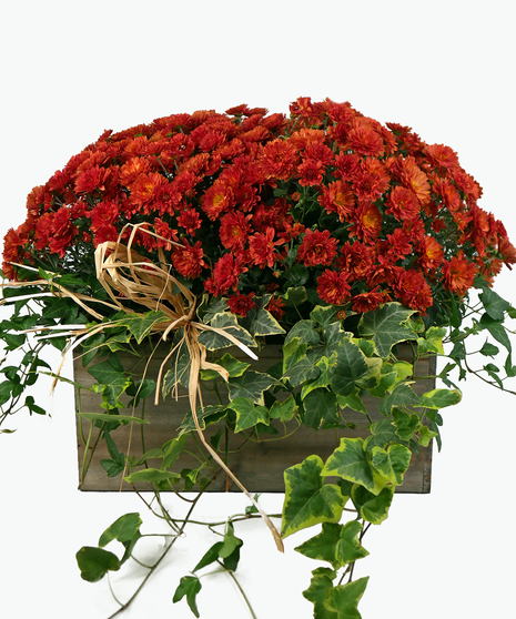 Woodland Mum Planter