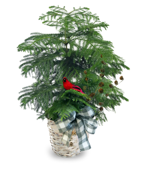 Norfolk Pine