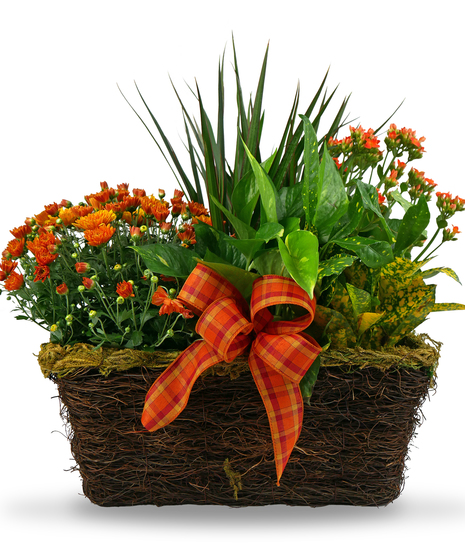 Grapevine woven basket filled with a small mum plant, croton, kalanchoe, and other green plants, perfect for a fall gift or home decor. Locally grown at Fort Wayne greenhouse.