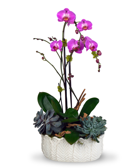 Orchids & Succulents