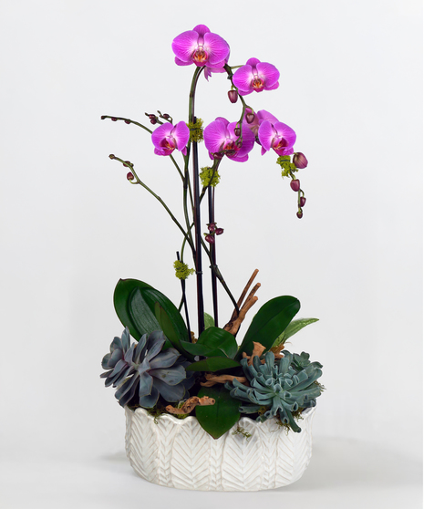 Orchids & Succulents