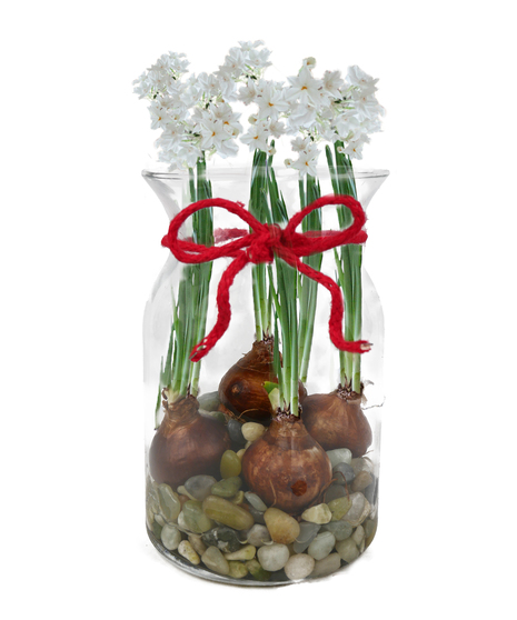Paperwhite Bulb Garden
