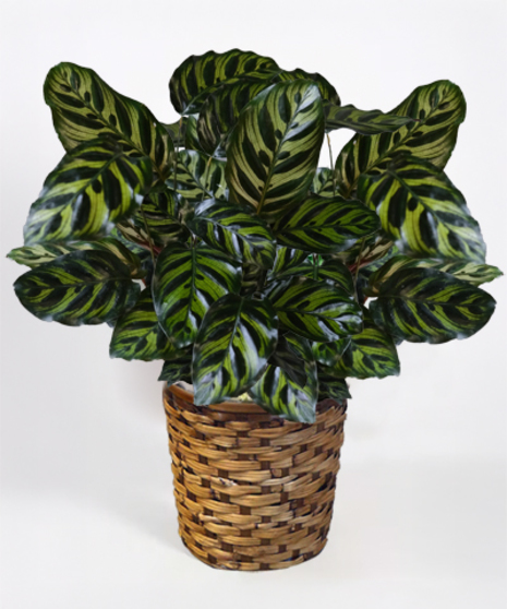 Peacock Calathea - in 10