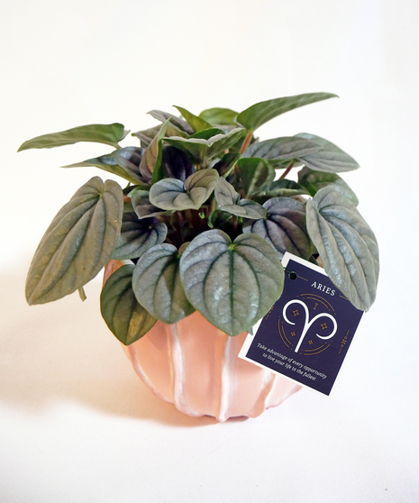 Aries Zodiac Plant