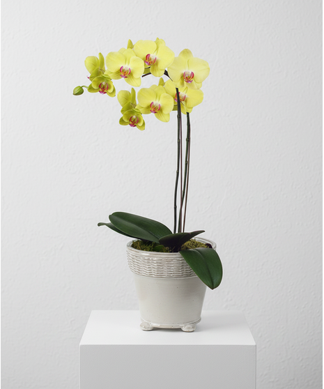 A  ceramic vase holds a phalaenopsis orchid with pink and orange flowers, complemented by green leaves and moss at the base.