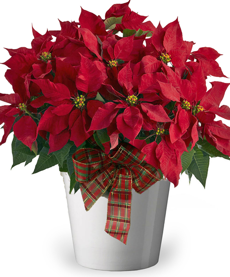 poinsettia plant