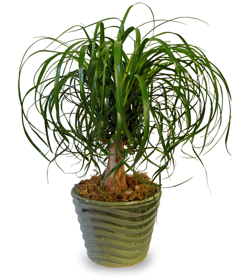 Ponytail Palm