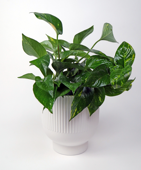 Pothos Plant - In Decorative Ceramic