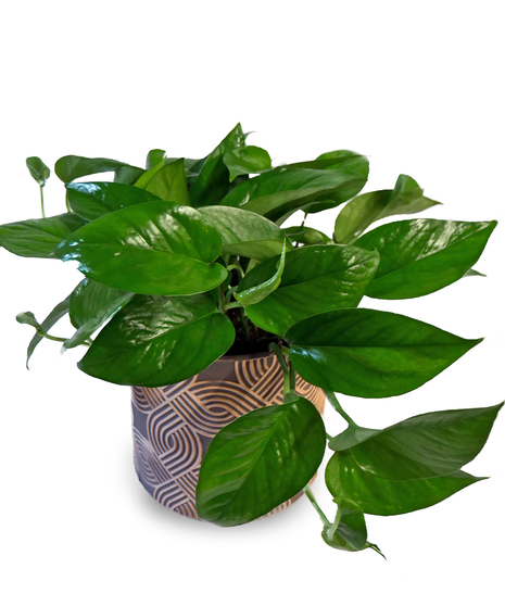 Pothos
