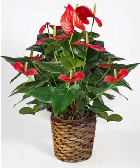 Anthurium